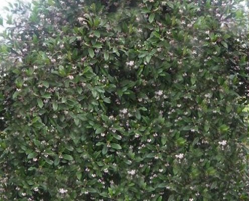 Blueberry Ash - tree - hedge