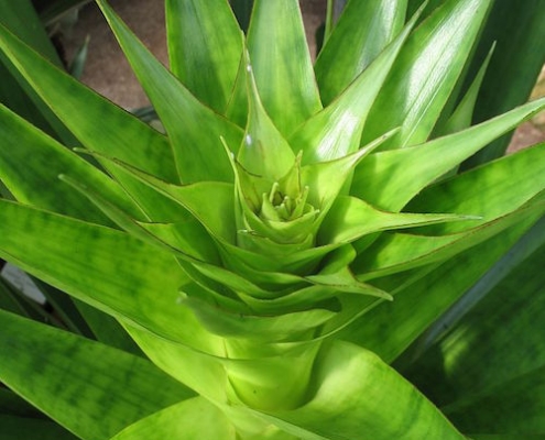 Bromeliad 'Edmundoi' - Alcantarea - plantsonkew.com