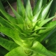 Bromeliad 'Edmundoi' - Alcantarea - plantsonkew.com