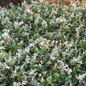 Chinese star jasmine - Trachelospermum-Jasminoides-Tricolour-  plantsonkew.com