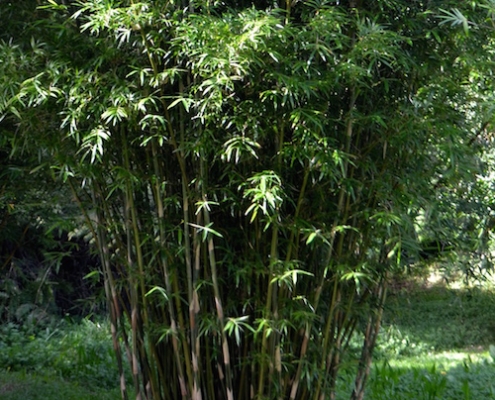 Cream Stripe bamboo - plantsonkew.com