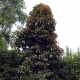Eumundi Quondong - Elaeocarpus-eumundi - plantsonkew.com