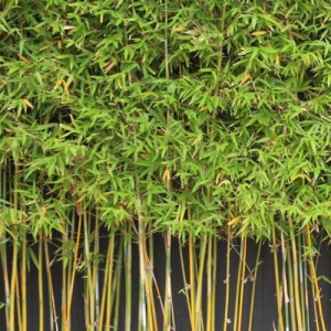 Gracilis bamboo - plantsonkew.com