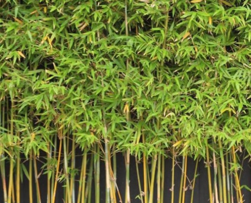 Gracilis bamboo - plantsonkew.com