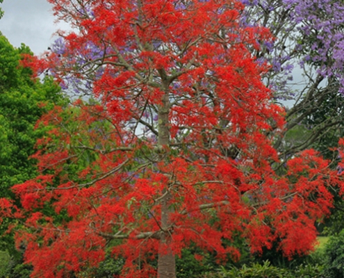 Illawarra Flame Tree - Brachychiton - plantsonkew.com