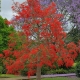 Illawarra Flame Tree - Brachychiton - plantsonkew.com
