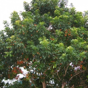 Tulipwood - Harpullia pendula - plantsonkew.com