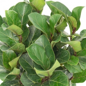 dwarf fiddle leaf fig - Ficus lyrata 'Bambino' - plantsonkew.com