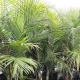 bangalow palm - plantsonkew.com