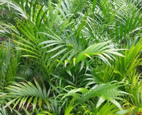 cascade palm - palmsonkew.com