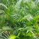 cascade palm - palmsonkew.com