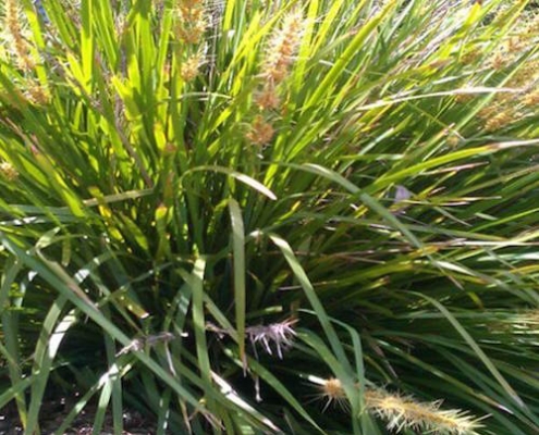 basket grass - Lomandra longifolia - plantsonkew.com