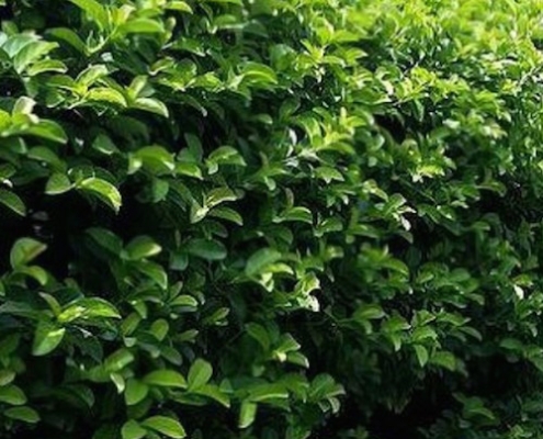 viburnum - emerald lustre - hedge - plantsonkew.com