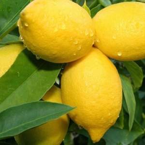 citrus trees for sale - plantsonkew.com