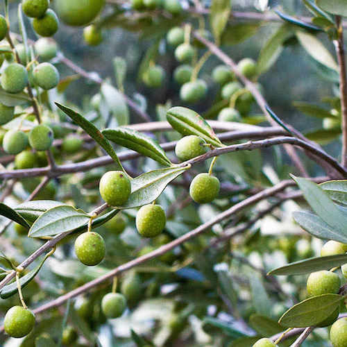 food trees for sale mid north coast NSW plantsonkew.com