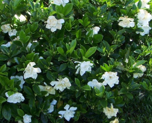 gardenia - florida - plantsonkew.com
