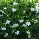 gardenia - florida - plantsonkew.com
