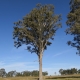 swamp mahogany - koala food tree - lwk.net.au