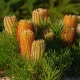 Banksia'Coastal Cushion' - spinulosa - plantsonkew.com