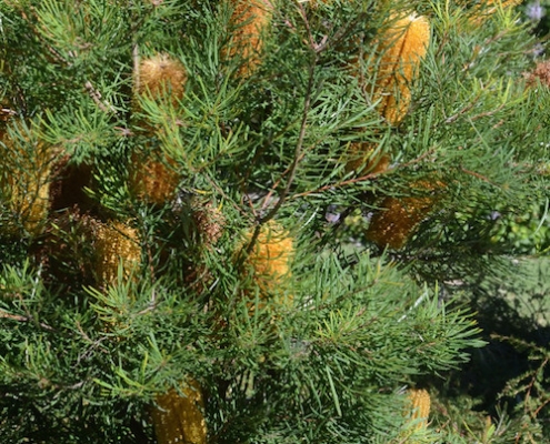 Banksia 'Golden Candles' - plantsonkew.com