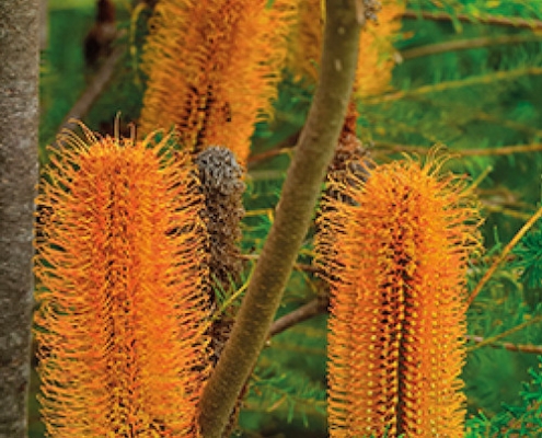 Banksia 'Heath' - plantsonkew.com