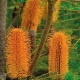 Banksia 'Heath' - plantsonkew.com