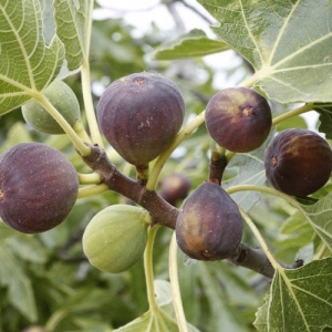Fig Black Genoa - ficus carica - plantsonkew.com