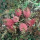 Callistemon 'Pink Alma' - plantsonkew.com