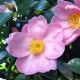 Camellia 'Edna Butler' = plantsonkew.com