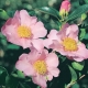 Camellia 'Exquisite' - Camellia sasanqua - plantonkew.com