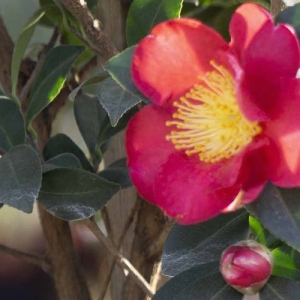 Camellia-Yuletide-plantsonkew.com