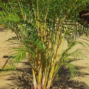 Golden Cane Palm - plantsonkew.com