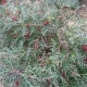 Grevillea 'Bronze Rambler' - plantsonkew.com
