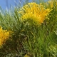 Grevillea 'Cooroora Cascade' - plantsonkew.com