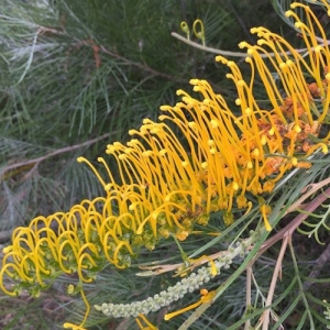 Grevillea 'Golden Lyre' - plantsonkew.com
