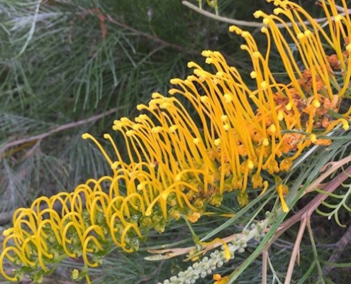 Grevillea 'Golden Lyre' - plantsonkew.com