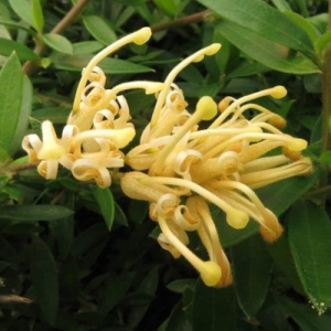 Grevillea 'Goldfever' - plantsonkew.com