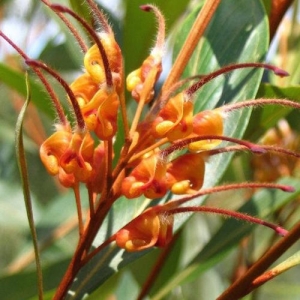 Grevillea 'Orange Marmalade' - plantsonkew.com