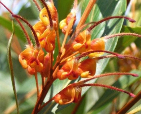 Grevillea 'Orange Marmalade' - plantsonkew.com