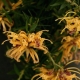 Grevillea 'Sunkissed' - plantsonkew.com