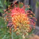 Grevillea 'Superb’ plantsonkkew.com