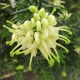 Grevillea 'White Knight' - plantsonkew.com