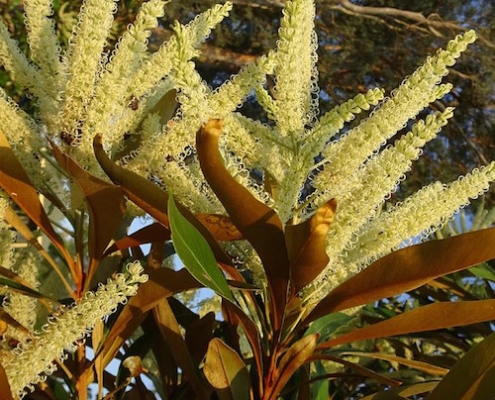 Grevillea 'White Oak' - baileyana' - plantsonkew.com