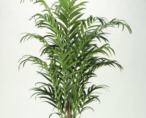 Kentia Palm - plantsonkew.com