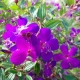 Lasiandra 'Jazzie' plantsonkew.com