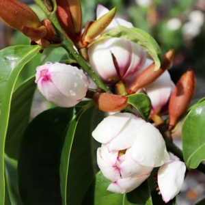 Magnolia 'Bubbles' plantsonkew.com