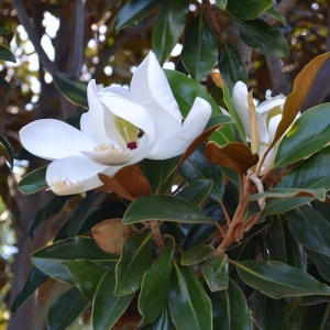 Magnolia 'Little Gem' - plantsonkew.com