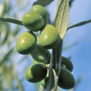 Olive tree 'Coratina' - Olea europaea - plantsonkew.com