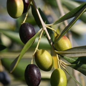 Olive tree 'Frantoio' - plantsonkew.com