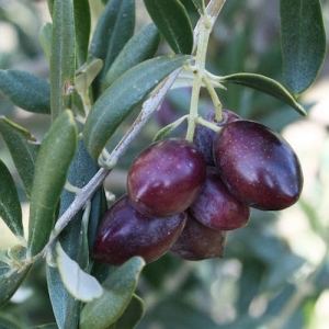 Olive tree 'Manzanillo' - Olea europaea  - plantsonkew.com
